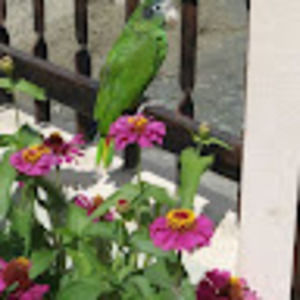 Meet your Posher, Genesis